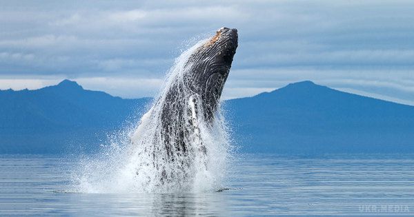 Біологи виявили унікальну співочу рису у горбатих китів. Науковці з Квінслендського університету з'ясували , що горбаті кити вивчають пісні по куплетам, які можуть збирати воєдино або переставляти місцями.