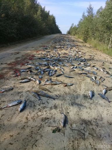 У Росії ведмеді з'їли тонну риби, що випала з фури на дорогу. У Хабаровському краї (Росія) з вантажівки на дорогу випало близько тонни риби.