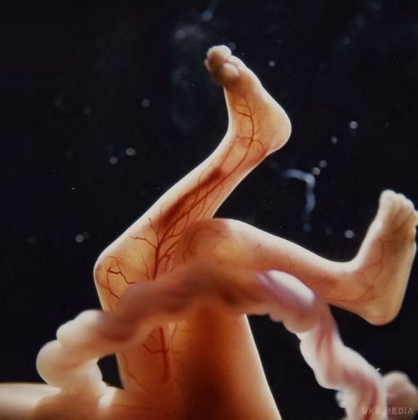 Еволюція ембріона: Як народжується людина. Ці фото були зроблені за допомогою мікроскопа. Здогадайся, що це! Просто витвір мистецтва.