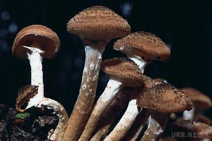 Вчени з'ясували що гриби опята є «серійними вбивцями» дерев. Найбільшими організмами в історії Землі виявилися Опята-вбивці.