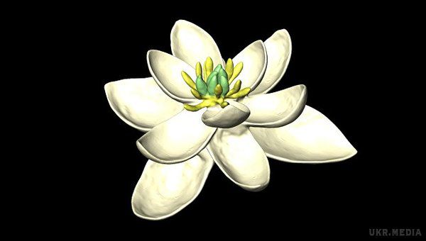 Як виглядала перша квітка Землі?. Біологи проаналізували історію еволюції квіткових рослин і з'ясували, що перші квіти Землі були більше всього схожі на білі лілії і триллиуми за своєю формою та розфарбуванням.
