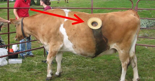 Нова фермерська «мода». Навіщо коровам дірки в боці?. І до чого тільки люди не додумаються!