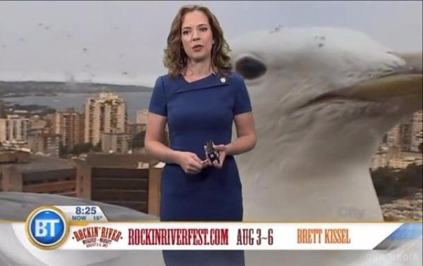Як гігантська чайка зіпсувала прямий ефір. Птах потрапив у кадр під час випуску прогнозу погоди на телебаченні.