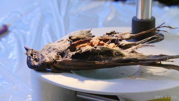 Унікальна знахідка - залишки птаха, якому понад 4 тисячі років. Державна природна служба виявила в горах Норвегії залишки птаха. Після експертизи вчені встановили, що пернатий жив 4200 років тому. 
