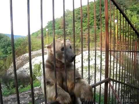 Голодний ведмідь ледь не розтерзав туриста в Таїланді. Відео 18+. Відеозапис, зроблений в Таїланді, зайвий раз доводить, що не варто годувати диких тварин з рук, як це зробив турист, який вирішив пригостити ковбасою ведмедя в заповіднику.
