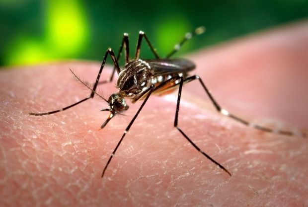 Перший людський випадок вірусу Вест-Нілу цього року підтвердився в Оттаві. Комар отримує їжу з крові у людини (Центр по контролю і профілактиці захворювань / Джеймс Гатані).