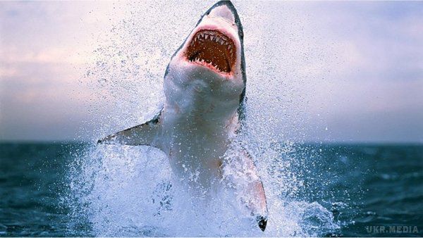 Напад найнебезпечнішої білої акули зняли на відео. Біла акула зустрічається в поверхневих прибережних і відкритих водах всіх океанів Землі і є однією з найбільших хижих риб на планеті.