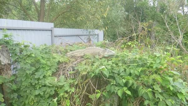 На моєму городі під Києвом динозавр!. Величезна ігуана під Києвом налякала людей, поїдаючи їх кабачки.