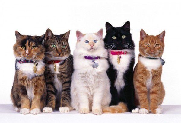 8 серпня - Всесвітній день кішок. Свята, присвячені цим пухнастим вихованцям, є в багатьох країнах. 