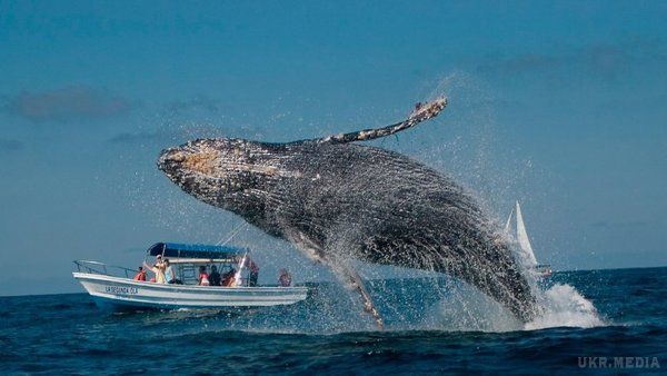 Кит врізався в човен з пасажирами. В Австралії горбатий кит врізався в човен з пасажирами. У результаті інциденту кілька людей отримали травми.