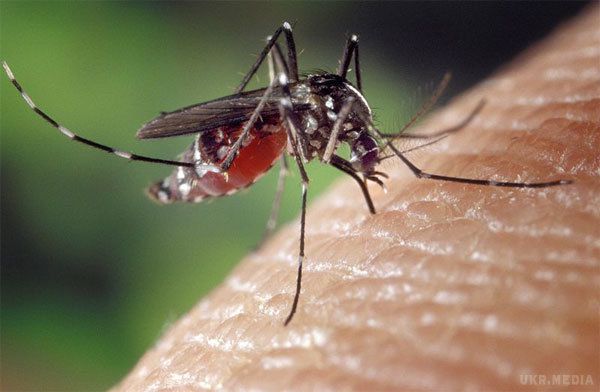 Мешканці Німеччини ампутували обидві ноги через укус комара. 43-річна мешканка німецького Кельна впала в кому після укусу комара.