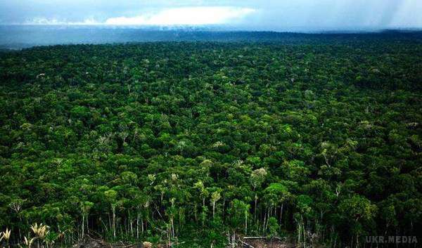 Розкрита головна таємниця лісів Амазонки. Таємницю дощових лісів Амазонки вчені розкрили.