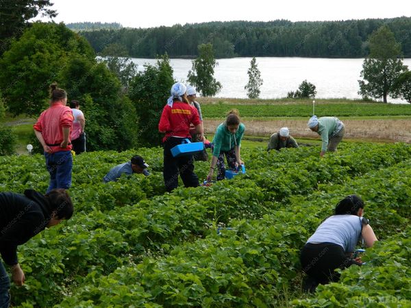 У Фінляндії пропали 37 заробітчан - українців. Роботодавець обдурив людей, не надавши їм ні житла, ні роботи.