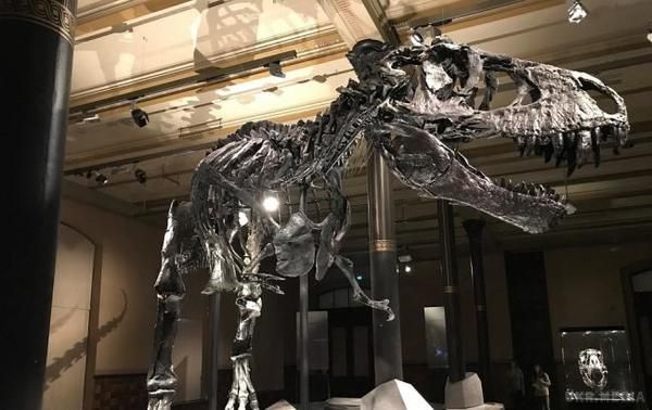 Знайдені останки найбільшого в світі динозавра. Дослідники виявили в Аргентині останки стародавнього титанозавра.