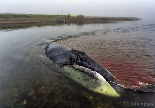 Застряглий в гирлі річки 40-тонний кит зможе протриматися не більше трьох діб. У Хабаровському краї з самого ранку 10 серпня вирішують, як врятувати 13-метрового гренландського кита, який застряг в гирлі річки на острові Великий Шантар
