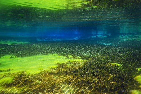 Це найчистіше озеро в світі, але купатися в ньому не можна. Ось чому!. Вода в Новозеландському Блакитному озері визнана найчистішою серед природних водоймищ в світі.