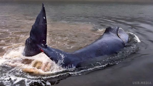 13-метровий кит врятувався від пастки в річці у Росії. Гренландський кит, який опинився у пастці, застрягши у гирлі річки на острові Великий Шантар у Росії, звільнився і поплив в море.