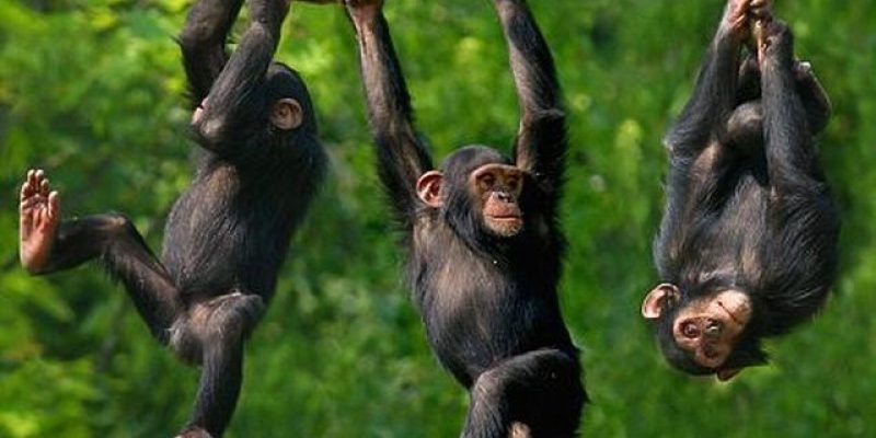 В Японії вчені навчили шимпанзе грі "камінь, ножиці, папір". Найцікавіше, що такий же досвід провели з 38 дітьми у віці від 3 до 6 років.