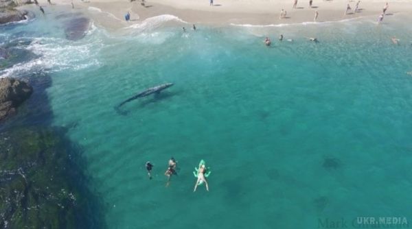 Шестиметрового кита не помітили на курорті. Шокуюче відео