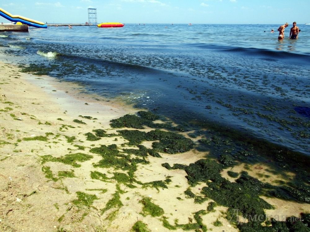 У Криму на пляжах нова проблема - сотні тонн водоростей. Цьогоріч великі скупчення морських водоростей стали проблемою для міських пляжів Євпаторії.