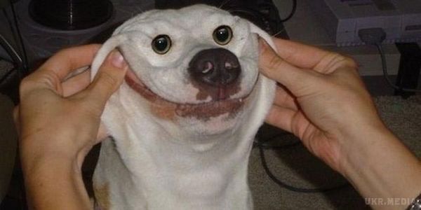 Смішні тварини, чий безглуздий вигляд розсмішить вас до сліз. Собаки настільки ж чудові, як і безглузді, що безсумнівно робить їх дуже смішними.