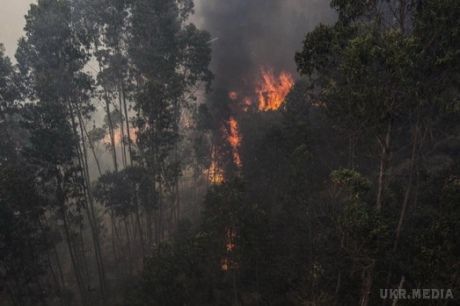 В Європі знову вирують лісові пожежі. У Греції, Португалії та Франції знову спалахнули лісові пожежі.