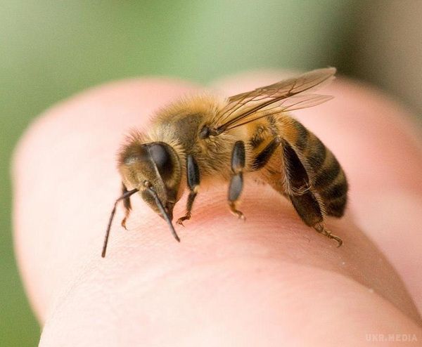 Укуси бджіл прописував своїм хворим ще Гіппократ.. Важкі ураження суглобів зникають!