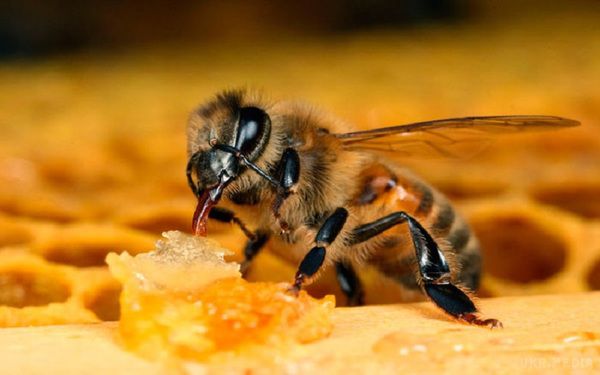 Укуси бджіл прописував своїм хворим ще Гіппократ.. Важкі ураження суглобів зникають!