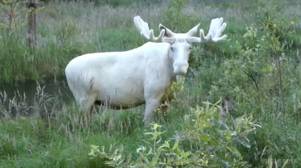У Швеції знайшли білосніжного лося. Вражаюче відео. І це зовсім не вигадана істота з "Володаря перснів" чи "Гаррі Поттера"!