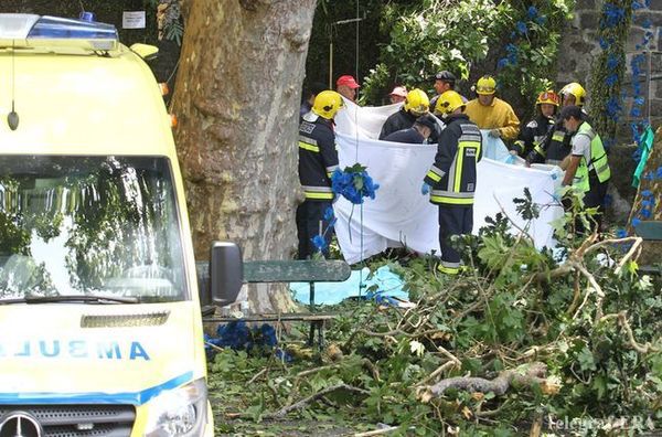 На острові Мадейра впало величезне дерево: загинули 11 людей. Щонайменше 11 осіб було вбито деревом, яке впало на людей під час релігійного свята на португальському острові Мадейра.