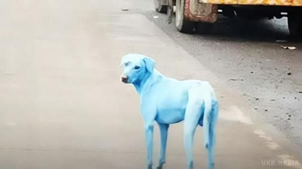 В Індії з'явились собаки з блакитною шерстю. В індійському місті Мумбаї місцеві жителі побачили бездомних собак із блакитною шерстю.