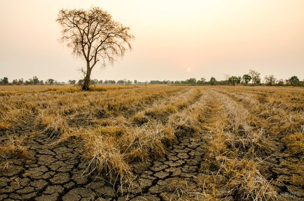 Посухи стануть більш частими і суворими. Так як глобальна температура зростає, посухи стануть більш частими і суворими у багатьох регіонах планети протягом цього століття.
