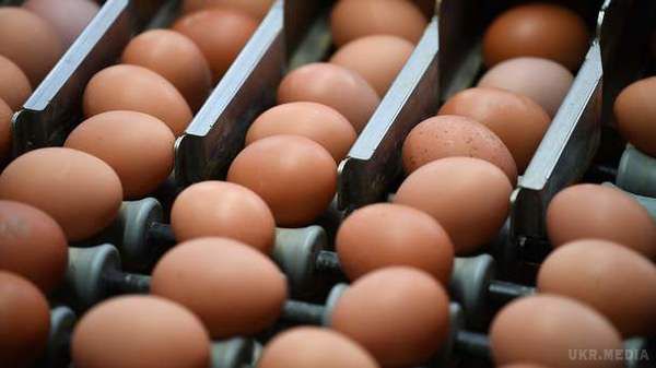 До Німеччини потрапили понад 28 мільйонів заражених курячих яєць. Масштаби постачання в німецькі торгові мережі курячих яєць, заражених інсектицидом фіпронілом, наразі, значно ширші, ніж передбачалося до цих пір.