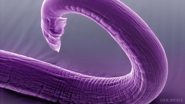 Математична модель показала, як ведуть себе круглі черви. Вченим, за допомогою математичної моделі, вдалося дізнатися за яким принципом проходить годування у С. elegans.
