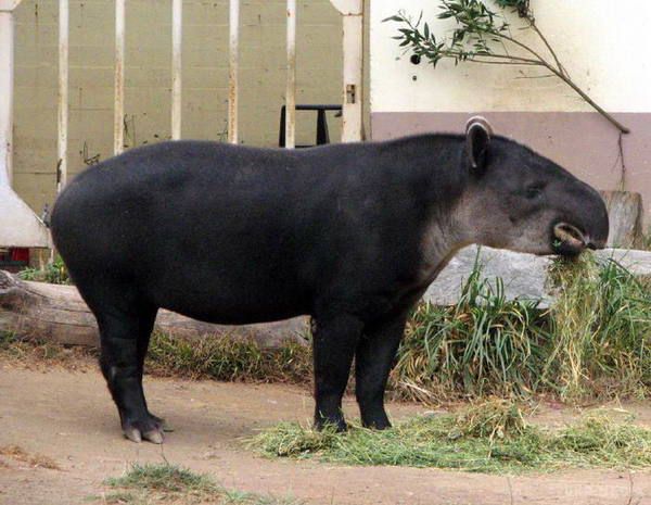Через дефіцит їжі у Венесуелі крадуть тварин із зоопарку. Зловмисники уже вкрали двох тапірів.