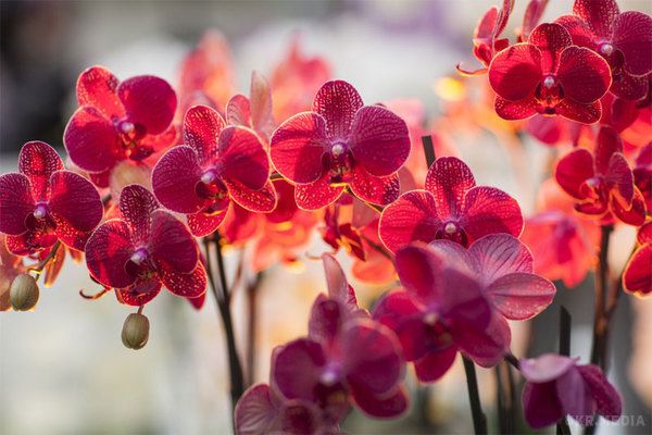 Орхідея в будинку: прикмети і забобони. Складно знайти серед рослинного світу ще одну таку ж загадкову квітку, як орхідея.