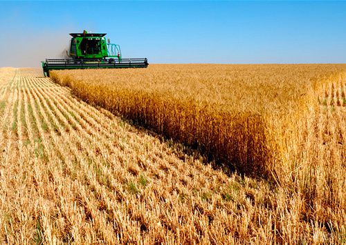  Що буде з цінами на хліб в Україні після збору нового врожаю. Зерна зібрали достатньо, але до зими хліб може подорожчати на 10%.