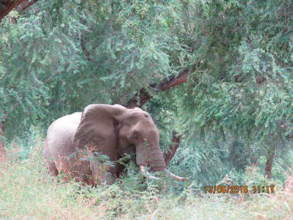 Слон бився головою об дерево, коли його оглянули працівники парку, то зрозуміли, що його треба терміново рятувати!. Бідолашна тварина !