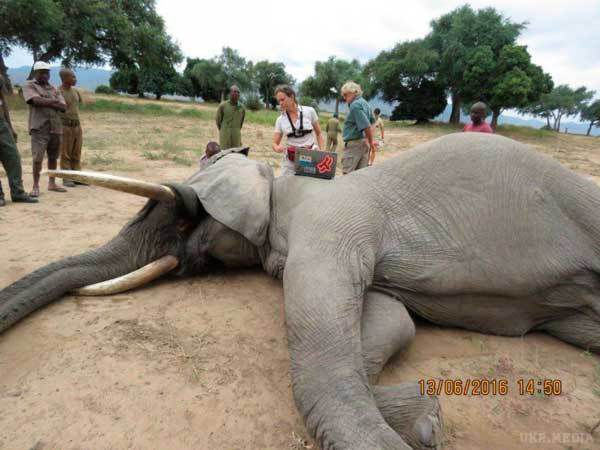 Слон бився головою об дерево, коли його оглянули працівники парку, то зрозуміли, що його треба терміново рятувати!. Бідолашна тварина !