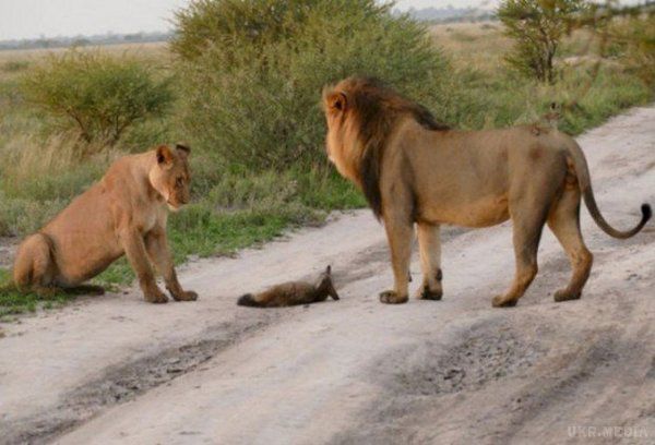 Леви побачили пораненого лисеня. Те, що зробила левиця, порушує всі закони дикої природи!. Це неймовірно!