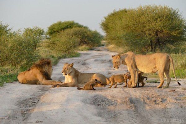 Леви побачили пораненого лисеня. Те, що зробила левиця, порушує всі закони дикої природи!. Це неймовірно!