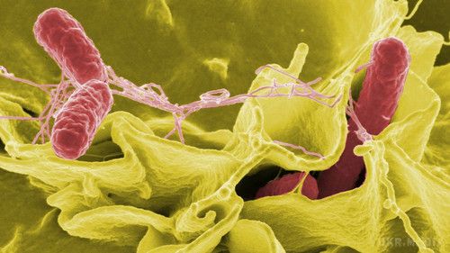 99% мікробів, що живуть в людському тілі, невідомі науці. Незважаючи на розвиток мікробіології і появи нових методів візуалізації, дослідникам сьогодні відомі далеко не всі мікроби, які вважають своїм "домом".