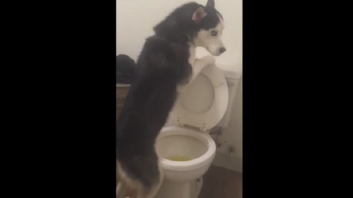 Пісяючий в унітаз пес підкорив мережу ! (відео). Виявляється, навіть тварини можуть акуратно користуватися туалетом. У мережі з'явився ролик з таким псом, ставши дуже популярним у користувачів.