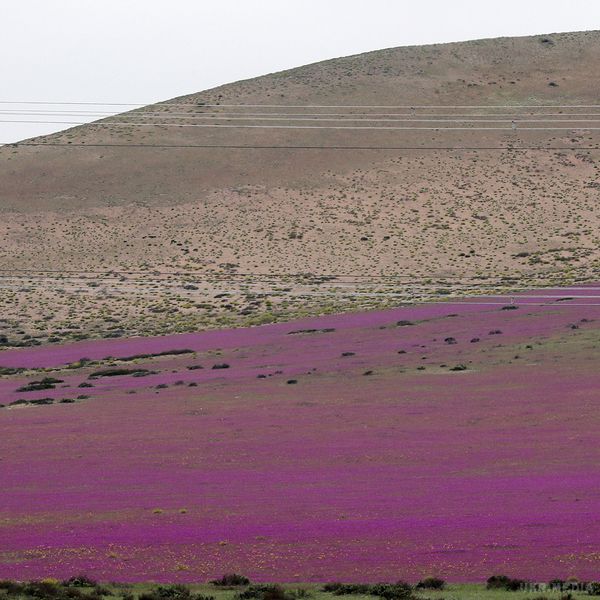 Розцвіла найбільш посушлива в світі пустеля. Вражаюче фото. Чилійська пустеля Атакама, яка вважається найбільш посушливою в світі, в буквальному сенсі, розцвіла, після серії злив, які пройшли ще взимку.