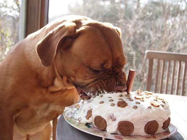 Радості немає меж: як тварини реагують на тортик до дня їх народження. Наші вихованці так само святкують свій день народження, але кожні сприймають цю подію по-своєму.