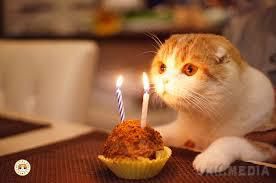 Радості немає меж: як тварини реагують на тортик до дня їх народження. Наші вихованці так само святкують свій день народження, але кожні сприймають цю подію по-своєму.