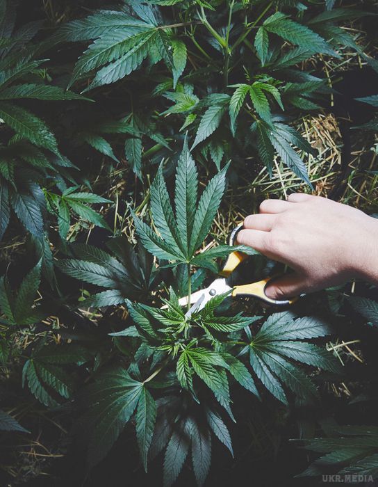"Божественний бізнес": як черниці вирощують на продаж марихуану (Фото). Сестри з Долини і їх "скромний бізнес".