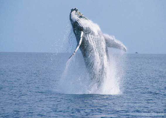 Вчені зробили дивне відкриття про китів. Кити можуть змінювати частоту звуку для спілкування між собою.