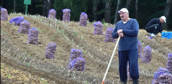 Як президент Білорусії Лукашенко збирав урожай картоплі зі своїх трьох гектарів (відео). З трьох гектарів своєї ділянки "бацька" зібрав 105 тонн картоплі. 