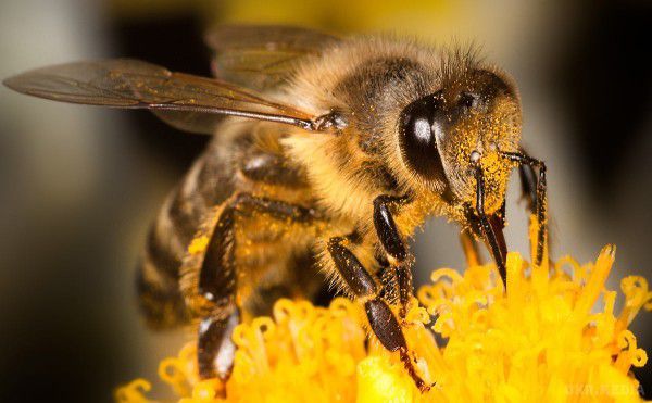 Дослідники розповіли, чи можуть бджоли жалити одна одну. Всім відомо, що якщо бджолі загрожує небезпека, вона неодмінно вжалить. 